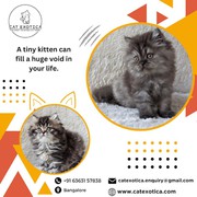 Cat Exotica | Kittens for Sale in Bangalore