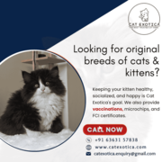 Looking for original breeds of cats & kittens | Cat Exotica