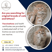 Are you searching for original breeds of cats and kittens in Bangalore