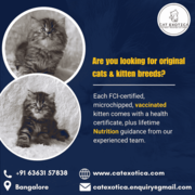 looking for original cats & kitten breeds | Cat Exotica