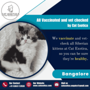 Best Siberian Cat in Bangalore | Cat in Bangalore