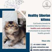 Find Purebred Siberian Kittens for sale in Bangalore | Catexotica