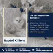 Catexotica | Ragdoll Kittens in Bangalore