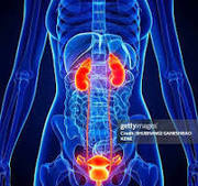 Best Nephrologists In Bangalore - Nephrology Hospitals in Bangalore