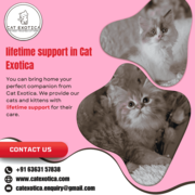 Catexotica | Cat in Bangalore