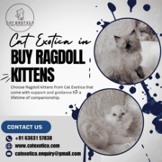 Famous Purebred Kittens for Sale | Catexotica