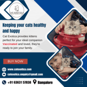 Buy Cats and Kittens for Sale in Bangalore | Kittens in Bangalore