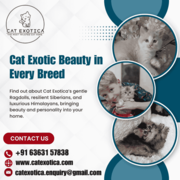 Best Cat in Bangalore | Purebred Kittens in Bangalore