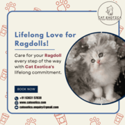 Purebred Ragdoll Kittens for sale in Bangalore | Cat in Bangalore