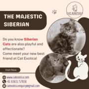 Best Siberian Cat in Bangalore | Cat in Bangalore