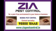 Top Bed Bug Pest Control in bangalore | Zia pest control | 6017