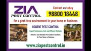Rodent Control Treatment | Appartments and school 