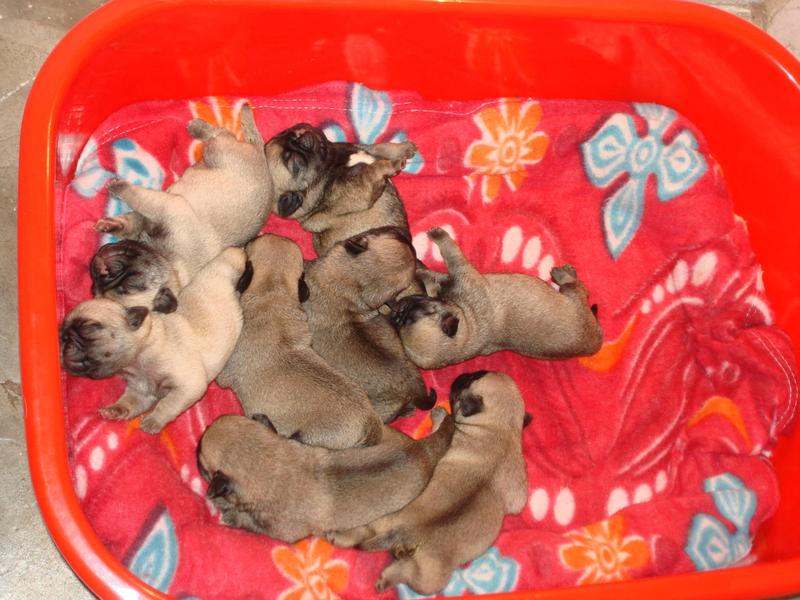 5 Male Pugs for Sale & Adoption - Bangalore - Karnataka - Dogs for sale
